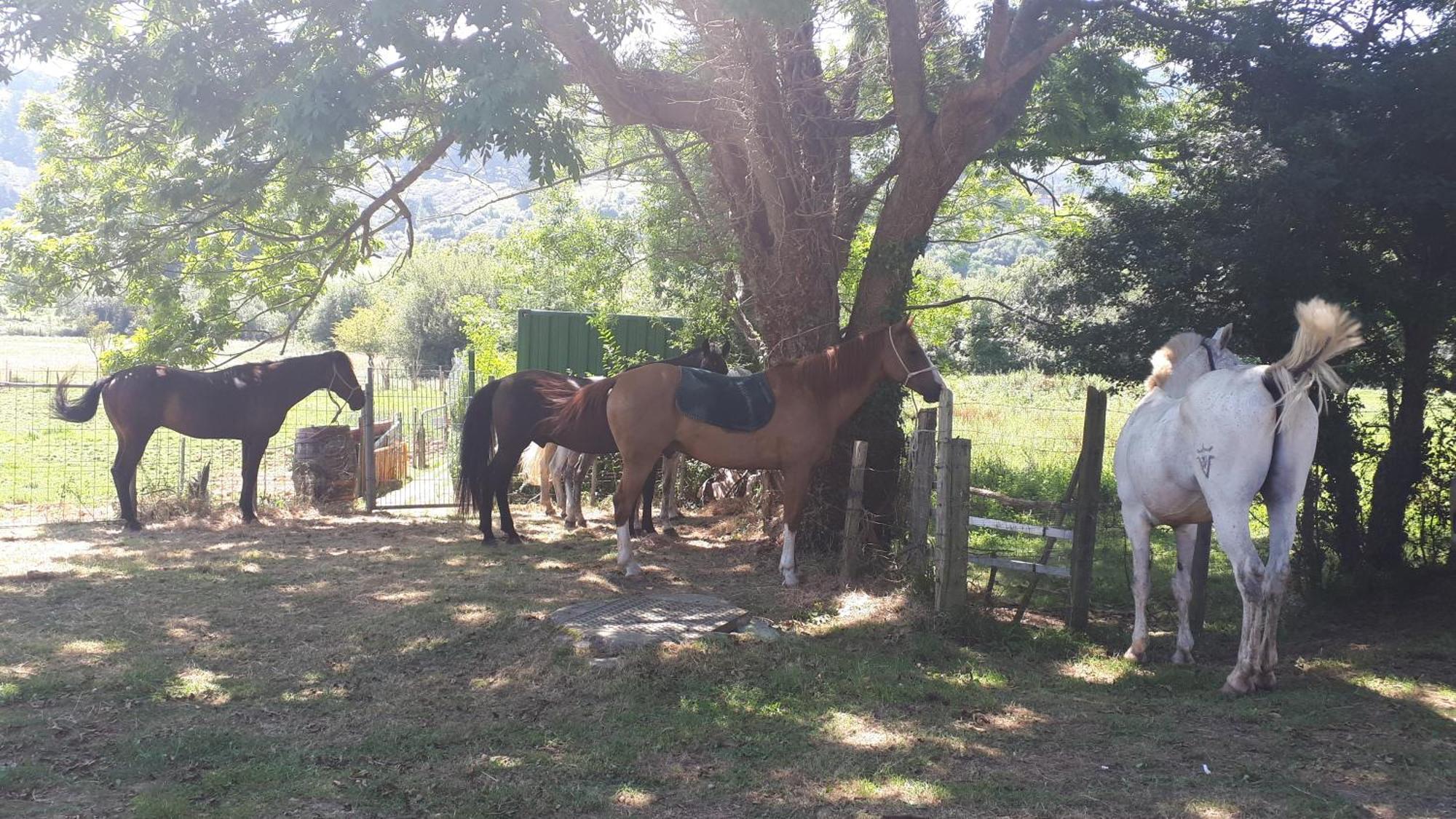 Appartement Rural Zuri *